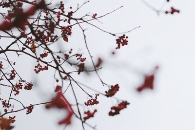 Low angle view of berries on tree during winter