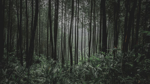 View of bamboo trees in forest