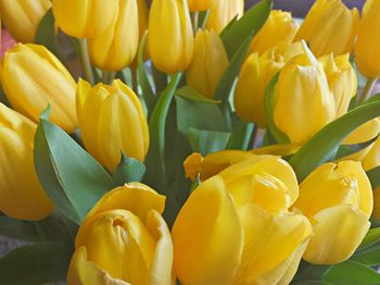 Close-up of yellow tulip blooming outdoors