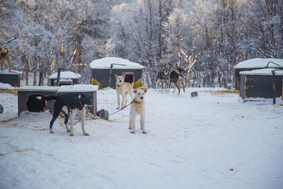 Alaskan husky sled dogs waiting for a sled pulling. dog sport in winter. 