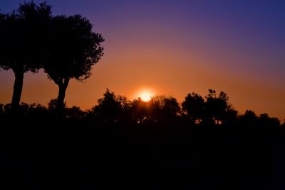 Silhouette trees against sky during sunset