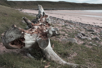 View of driftwood on landscape