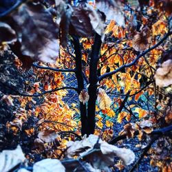 Leaves on tree trunk