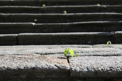 Close-up of stone stairs 