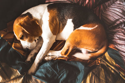 A beagle adult dog sleeping on a cozy bedding. dog background.