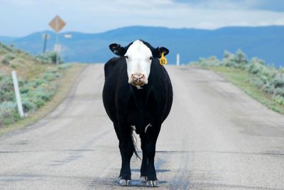 Portrait of cow on road