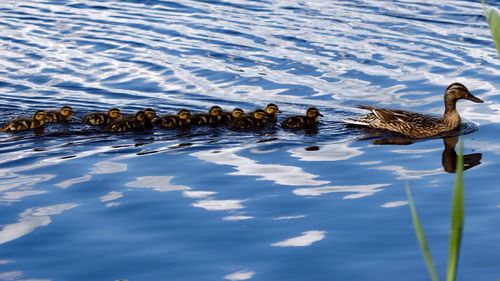 Mallard duck with ducklings swimming on lake