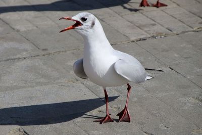 Close-up of seagull perching on footpath