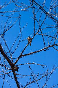 Low angle view of bird perching on bare tree against blue sky