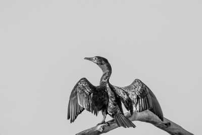 View of bird perching on branch against sky