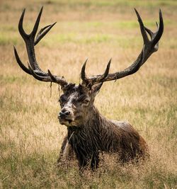 Portrait of deer