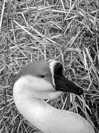 High angle view of bird on field