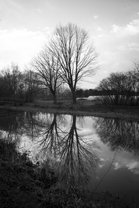 Bare tree by lake against sky