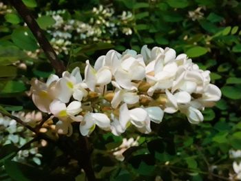 Close-up of white flowering plants