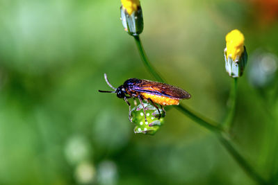 Close-up of insect pollinating on flower