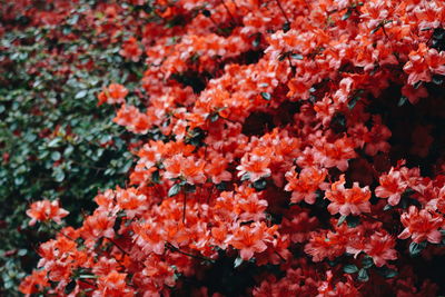 Close-up of flowers blooming outdoors