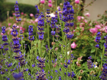 Close-up of purple flowering plants on field