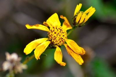 Close-up of yellow flower