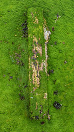 High angle view of horse on field