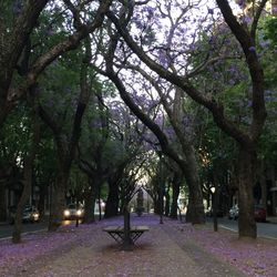 Trees at night