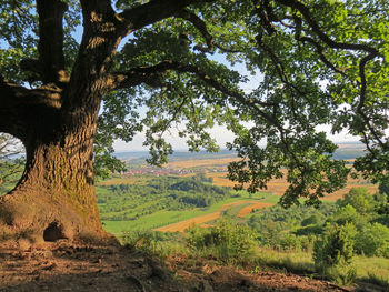 Trees on landscape against sky