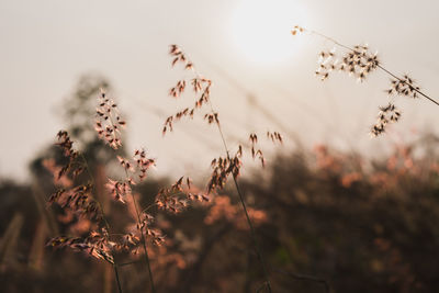 Close-up of dry plants on field against sky during sunset
