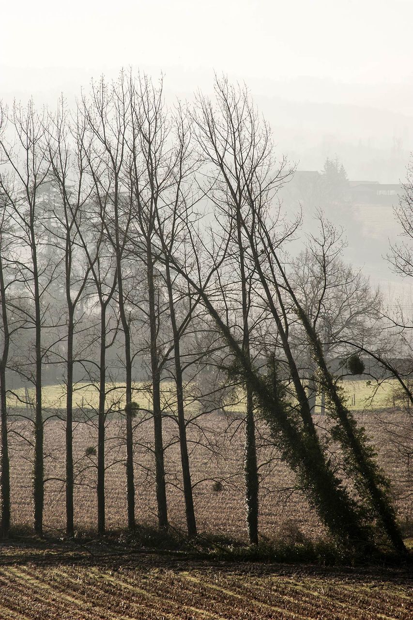 BARE TREES ON FIELD DURING FOGGY WEATHER