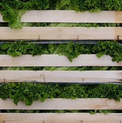 High angle view of plants growing in farm