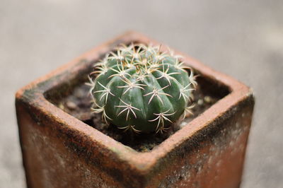 Close-up of succulent plant in pot