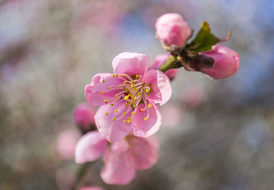 Close-up of pink flowers on branch