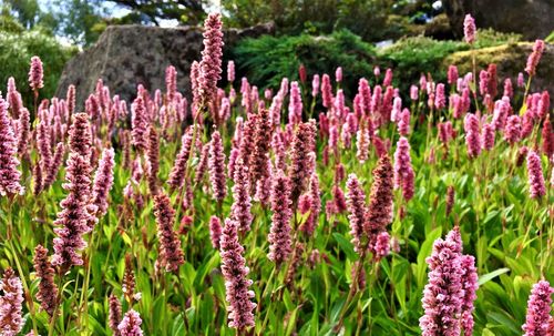 Close-up of fresh purple flowers in garden