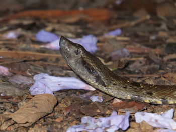 Close-up of lizard