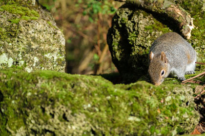 Close-up of squirrel