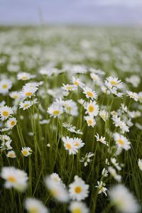 Close-up of white flowering plant on field