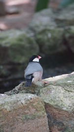 Close-up of pigeon perching on rock