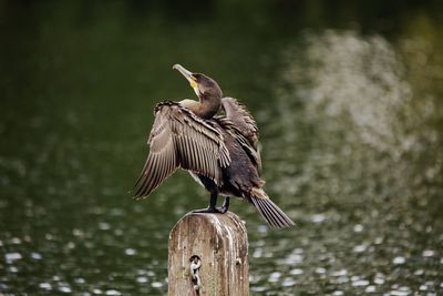 Bird perching on tree