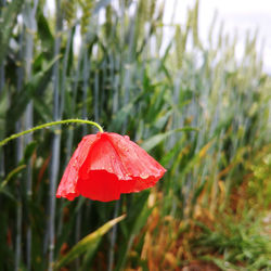 Close-up of red flower