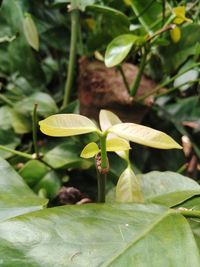 Close-up of plant growing on field