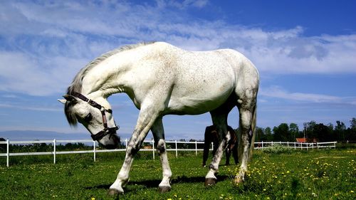 Horse grazing in a field