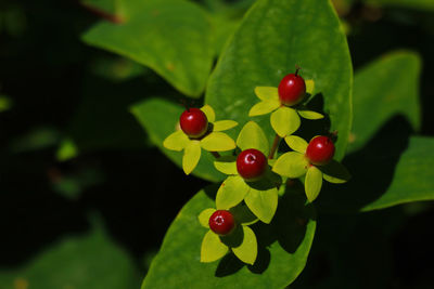 Close-up of red berries growing on plant