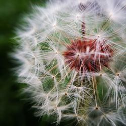 Close-up of dandelion