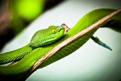 Close-up of green lizard on branch