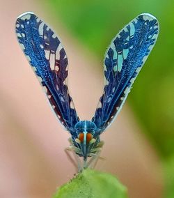 Close-up of butterfly on flower