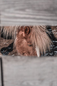 Close-up of a horse