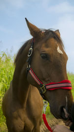 Close-up of horse on field against sky