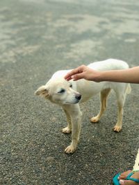 High angle view of dog standing on road