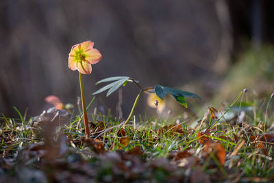 Close-up of flowering plant on field