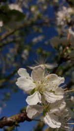 Close-up of white flowers blooming on branch