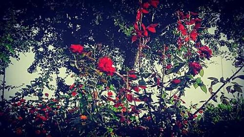 Close-up of red flowers