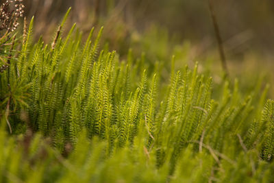 Close-up of fern growing on field